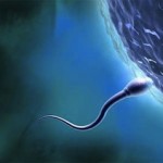 Como aumentar los espermatozoides